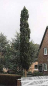 Preview: Pinus sylvestris fastigiata