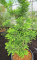 Preview: Taxodium distichum Peve Minaret -