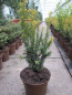 Preview: Aufrechte Goldeibe Golden Crown