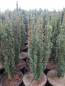 Preview: Taxus baccata Moderato