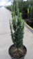 Preview: Taxus baccata Moderato , Säulen-Eibe Monderato
