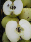 Preview: Apfelbaum Champagner Renette