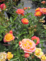 Preview: Zwergrose Mandarin 2