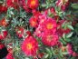 Preview: Bienenweide Hellrot