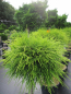 Preview: Chamaecyparis pisifera Sungold Chamaecyparis obtusa Nana Gracilis 2
