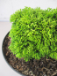 Preview: Chamaecyparis obtusa Emelie 2