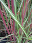Preview: Chinaschilf Septemberrot Miscanthus