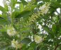 Preview: Silberkerzenstrauch Hummingbird