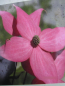 Preview: Blumenhartriegel Scarlet Fire