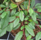 Preview: Cotoneaster watereri Pendulus