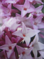 Preview: Seidelbast Spring Beauty