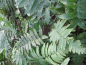 Preview: Dryopteris atrata 2
