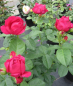 Preview: Edelrose Ascot