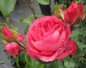 Preview: Hochstammrose Cherry Lady