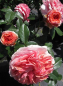 Preview: Hochstammrose Rosa Chippendale
