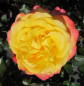 Preview: Edelrose Flaming Star