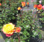 Preview: Edelrose Flaming Star