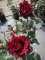 Preview: Edelrose Heinz Winkler