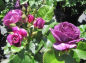 Preview: Beetrose Minerva