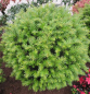 Preview: Garteneibe Renkes Kleiner Grüner