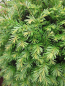 Preview: Garteneibe Renkes Kleiner Grüner