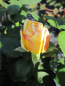 Preview: Englische Rose Charles Darwin