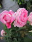 Preview: Englische Rose Gertrude Jekyll