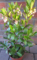 Preview: Westlicher Erdbeerbaum