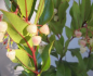Preview: Westlicher Erdbeerbaum