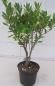 Preview: Westlicher Erdbeerbaum