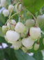 Preview: Westlicher Erdbeerbaum