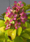 Preview: Andenstrauch Pink Lemon