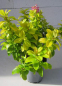 Preview: Andenstrauch Pink Lemon