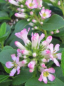 Preview: Andenstrauch Pink Elle