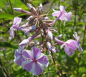 Preview: Flammenblume Phlox Natascha