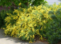 Preview: Gelber Ginster Golden Sunlight