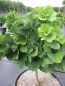 Preview: Ginkgo biloba Troll