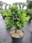 Preview: Ginkgo biloba Troll