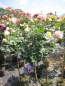 Preview: Hochstammrosen Eden Rose 85