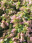 Preview: Origanum rotundifolium Dingle Fairy 1