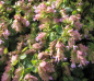 Preview: Origanum rotundifolium Dingle Fairy 2