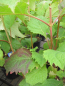 Preview: Hydrangea quercifolia Burgundy  2