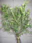 Preview: Ceanothus Concha Stamm3