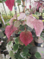 Preview: Cercis canadensis Carolina Sweetheart 2