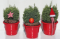 Preview: Kegelzypresse Snow White