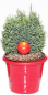 Preview: Kegelzypresse Snow White