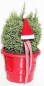 Preview: Kegelzypresse Snow White