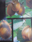 Preview: Kiwi Jenny