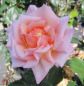 Preview: Kletterrose Compassion