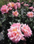 Preview: Kletterrose Compassion
